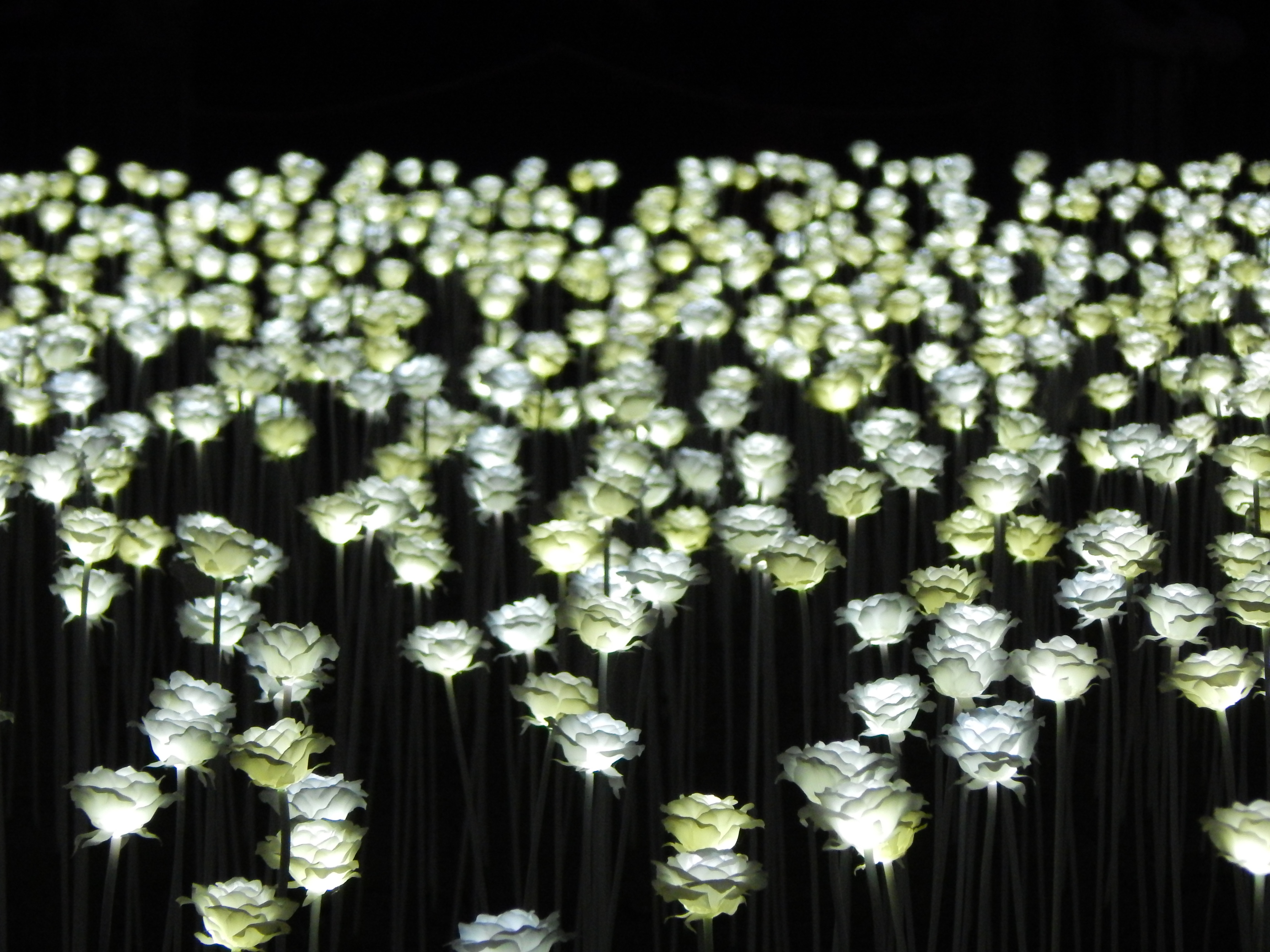 Light Rose Garden in Hong Kong