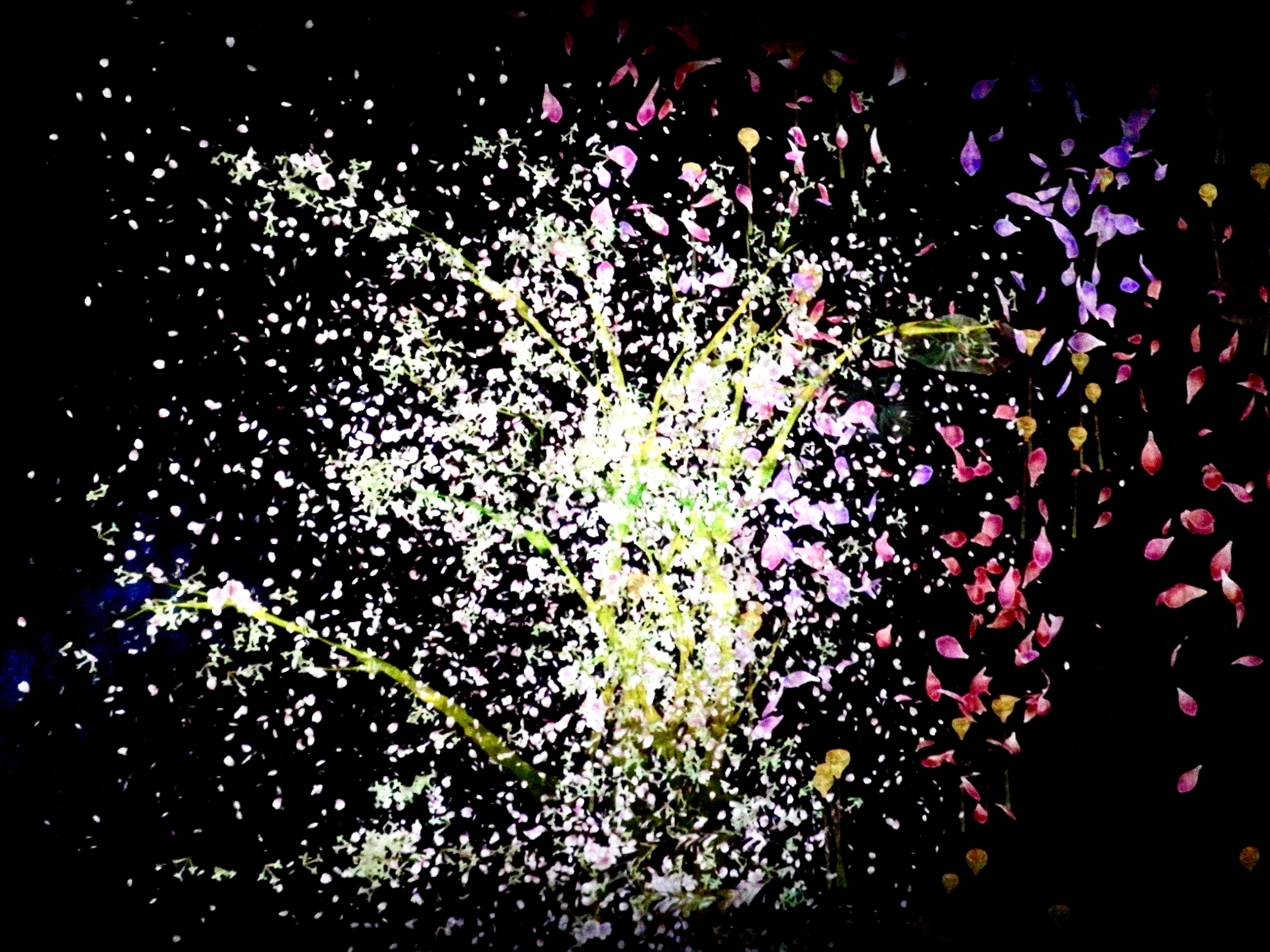 teamLab | National Gallery Singapore edition